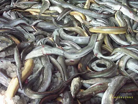 Từ vựng tiếng Anh về các loài cá khác trong ngành thủy sản