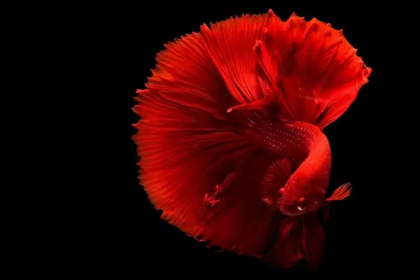 Cá Cảnh Cho Người Mới Chơi: Hướng Dẫn Chi Tiết Từ A Đến Z
