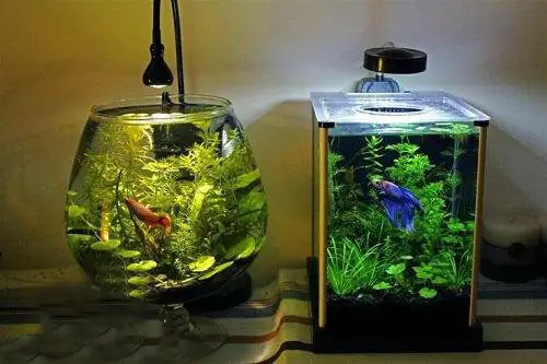 Cá Chọi Ăn Gì? Hướng Dẫn Chăm Sóc Dinh Dưỡng Toàn Diện Từ A-Z