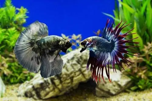 Cá Chọi Ăn Gì? Hướng Dẫn Chăm Sóc Dinh Dưỡng Toàn Diện Từ A-Z