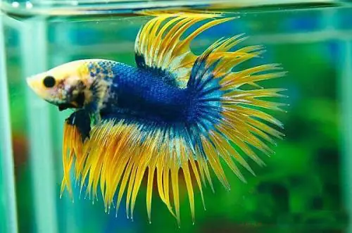 Cá Chọi Ăn Gì? Hướng Dẫn Chăm Sóc Dinh Dưỡng Toàn Diện Từ A-Z