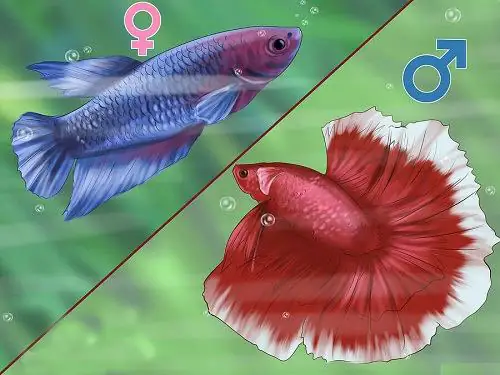 Cá Chọi Ăn Gì? Hướng Dẫn Chăm Sóc Dinh Dưỡng Toàn Diện Từ A-Z