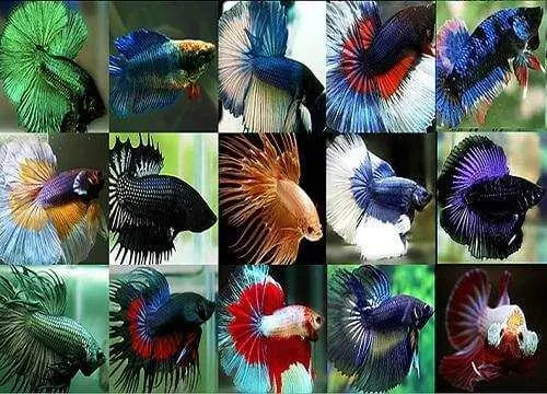 Cá Chọi Ăn Gì? Hướng Dẫn Chăm Sóc Dinh Dưỡng Toàn Diện Từ A-Z