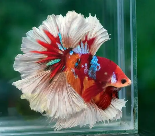 Bộ sưu tập các mẫu cá betta đẹp: