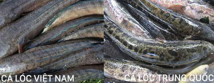 Cá Chuối Hoa Trung Quốc: Đặc Điểm, Cách Nuôi Và Chăm Sóc
