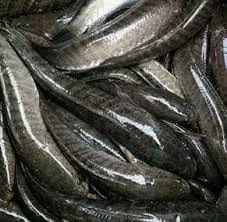 Cá Chuối Miền Nam Gọi Là Gì? Khám Phá Tên Gọi & Đặc Điểm