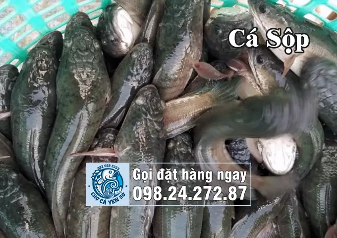 cá chuối và cá sộp