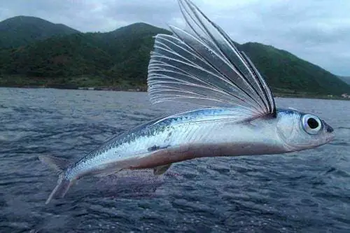 Cá Chuồn Bay Được Bao Xa? Khám Phá Khả Năng Di Chuyển Tuyệt Vời