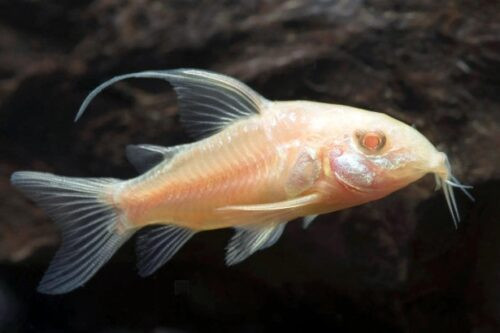 Cá chuột Albino vây cao