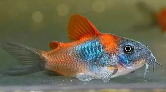 Cá Chuột