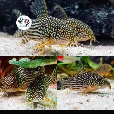 Cá Chuột Ăn Rêu Không? Giải Đáp Chi Tiết Từ Chuyên Gia