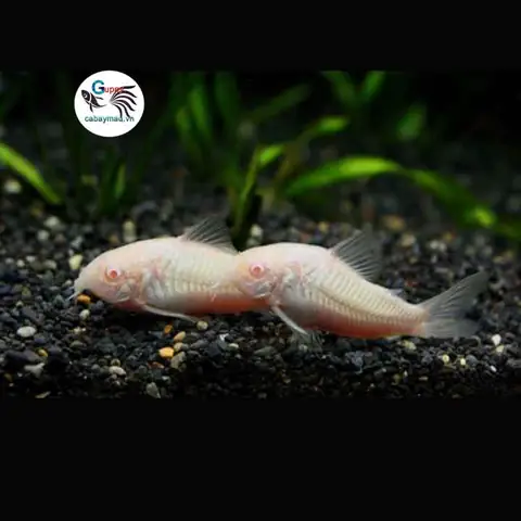 cá chuột dọn bể cá chuột dọn bể