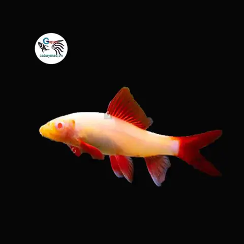 cá chuột dọn bể cá chuột dọn bể