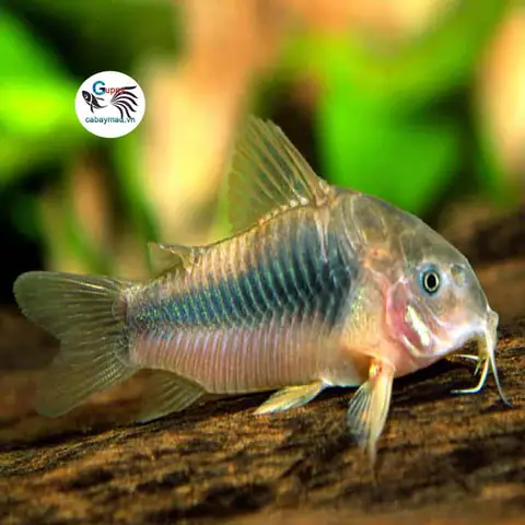 cá chuột dọn bể cá chuột dọn bể