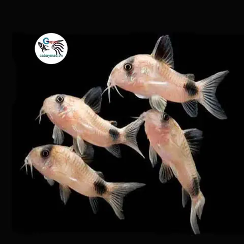 cá chuột dọn bể cá chuột dọn bể