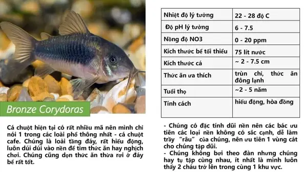 Cá Chuột Hút Nhớt: Giải Mã Sự Thật Và Vai Trò Trong Bể Cá