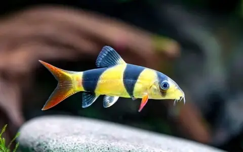 Cá Chuột Mỹ Size To: Hướng Dẫn Nuôi Và Chăm Sóc Chi Tiết