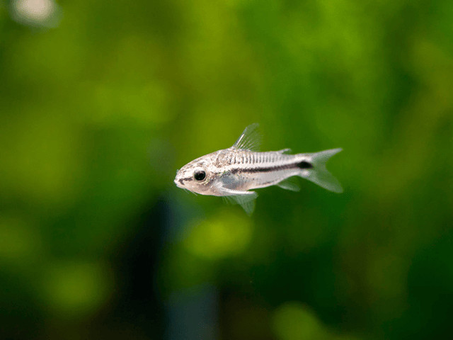 Cá Chuột Pygmy