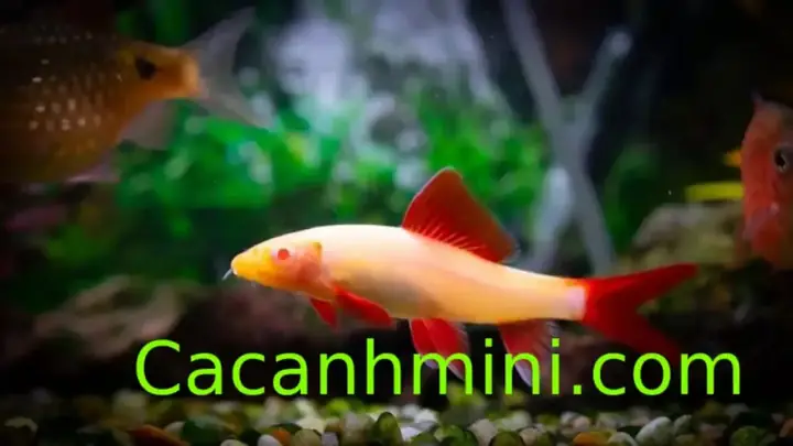Hướng Dẫn Chi Tiết Cách Nuôi Cá Chuột Thái Cầu Vồng Từ A Đến Z Hướng Dẫn Chi Tiết Cách Nuôi Cá Chuột Thái Cầu Vồng Từ A Đến Z