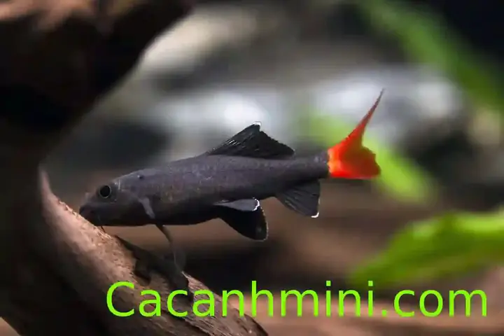 Hướng Dẫn Chi Tiết Cách Nuôi Cá Chuột Thái Cầu Vồng Từ A Đến Z Hướng Dẫn Chi Tiết Cách Nuôi Cá Chuột Thái Cầu Vồng Từ A Đến Z