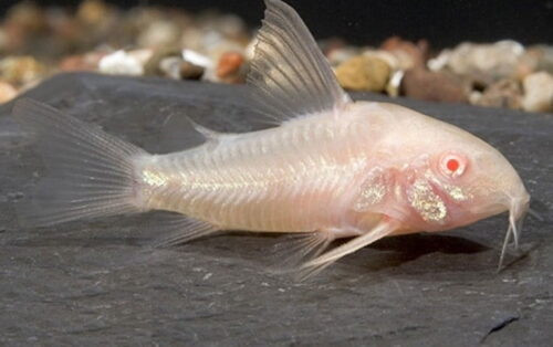 Cá Chuột Trắng Albino, cá cảnh tầng đáy
