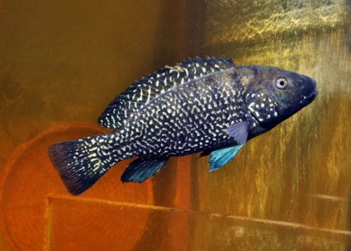 Cá cichlid Iranocichla hormuzensis, một loài cá độc đáo đến từ vùng nước Trung Đông.