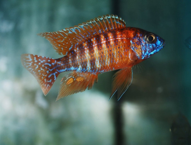 Cá Cichlid