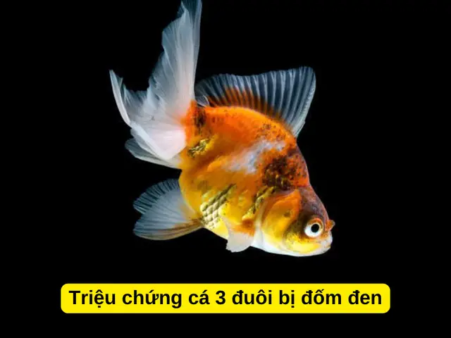 Cá Có Chấm Đen Ở Đuôi Là Cá Gì? Đặc Điểm Và Cách Nuôi