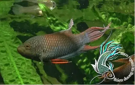 Cá Cờ Đen Huế: Đặc Điểm, Phân Bố và Giá Trị Đối Với Người Chơi