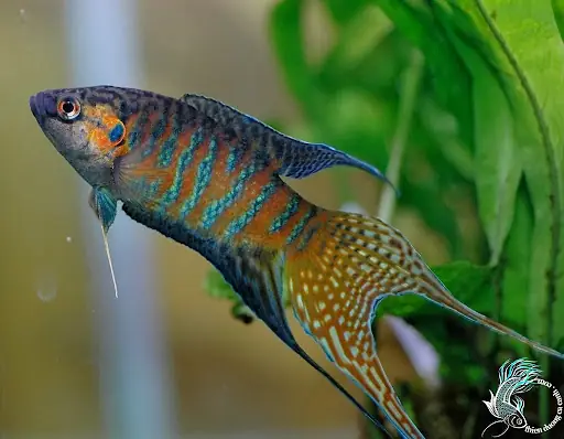 Cá Cờ Đen Huế: Đặc Điểm, Phân Bố và Giá Trị Đối Với Người Chơi