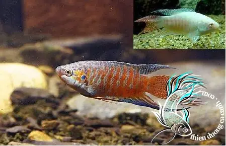 Cá Cờ Đen Huế: Đặc Điểm, Phân Bố và Giá Trị Đối Với Người Chơi