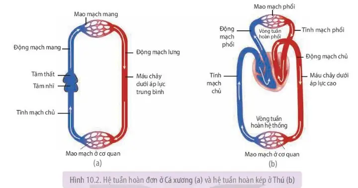 Cá Có Hệ Tuần Hoàn Gì? Khám Phá Hệ Thống Tuần Hoàn Ở Cá