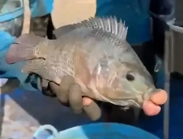 Khám phá các loài cá có đôi môi dày đặc biệt nhất