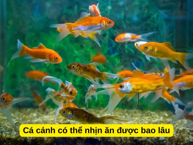 Cá Có Thể Nhịn Ăn Bao Lâu? Hướng Dẫn Chi Tiết Từ Chuyên Gia