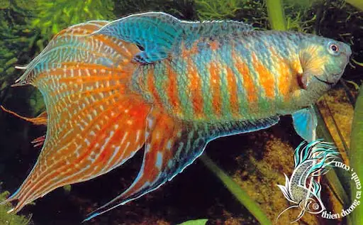 Cá Cờ Tiếng Anh Là Gì? Hướng Dẫn Nuôi Cá Betta Toàn Diện Cho Người Mới Bắt Đầu Cá Cờ Tiếng Anh Là Gì? Hướng Dẫn Nuôi Cá Betta Toàn Diện Cho Người Mới Bắt Đầu