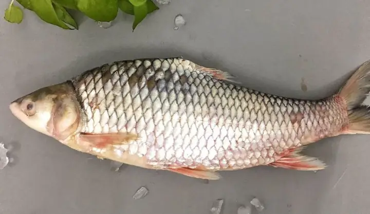 Cá Cóc Là Con Gì: Khám Phá Đặc Điểm, Phân Bố và Cách Nuôi Cá Cóc Là Con Gì: Khám Phá Đặc Điểm, Phân Bố và Cách Nuôi