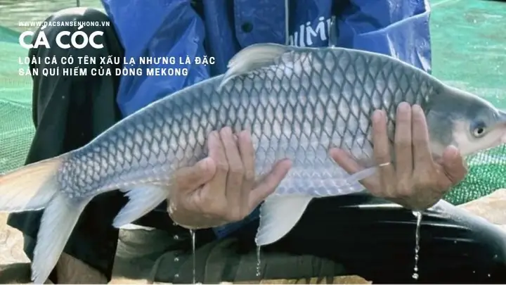 Cá Cóc Là Con Gì: Khám Phá Đặc Điểm, Phân Bố và Cách Nuôi Cá Cóc Là Con Gì: Khám Phá Đặc Điểm, Phân Bố và Cách Nuôi
