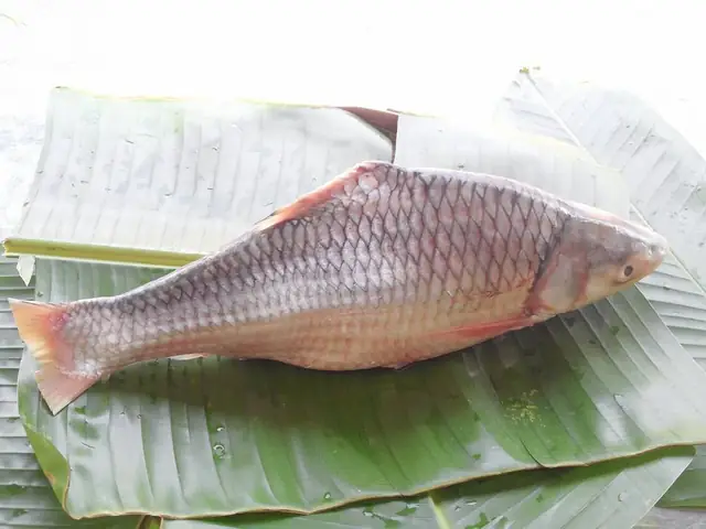 Ở nước ta, cá cóc thường sống ở vực sâu, nước xoáy, trụ cầu, bến phà thuộc sông Tiền, sông Hậu như đoạn Mỹ Thuận (Vĩnh Long), Cái Bè (Tiền Giang), Vàm Nao (An Giang), Bùng Binh - Bến Bạ (Cần Thơ - Hậu Giang)...