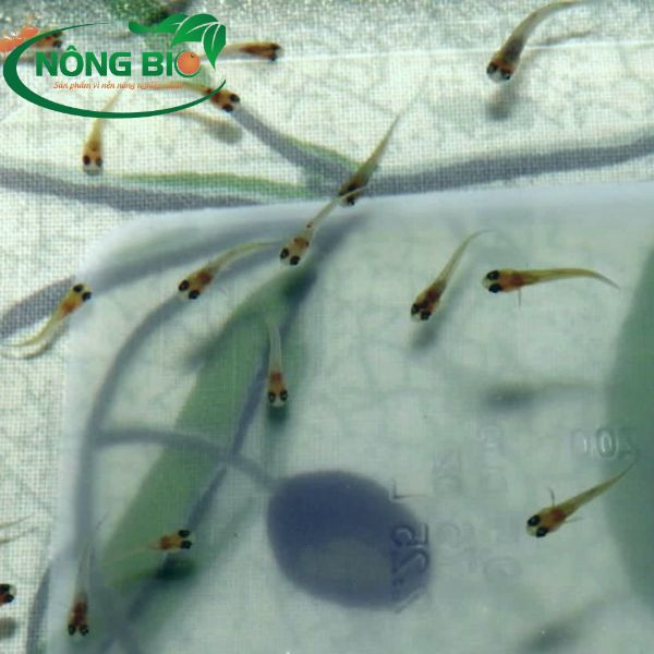 Cá con mới sinh đang bơi lội, thể hiện khả năng tự lập ngay sau khi cá cảnh đẻ con
