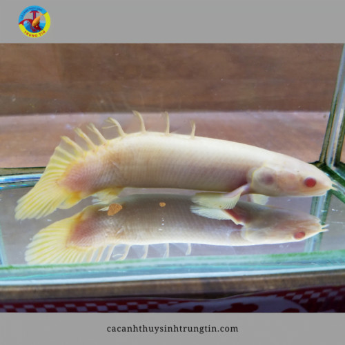 Cá Cửu Sừng Albino với thân hình trắng và mắt đỏ