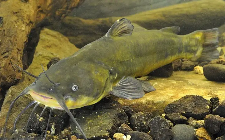 Cá Da Trơn Là Gì? Khám Phá Thế Giới Đa Dạng Của Loài Cá Đặc Biệt