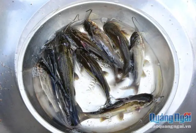 Cá Da Trơn Nước Mặn: Đặc Điểm, Phân Loại và Môi Trường Sống