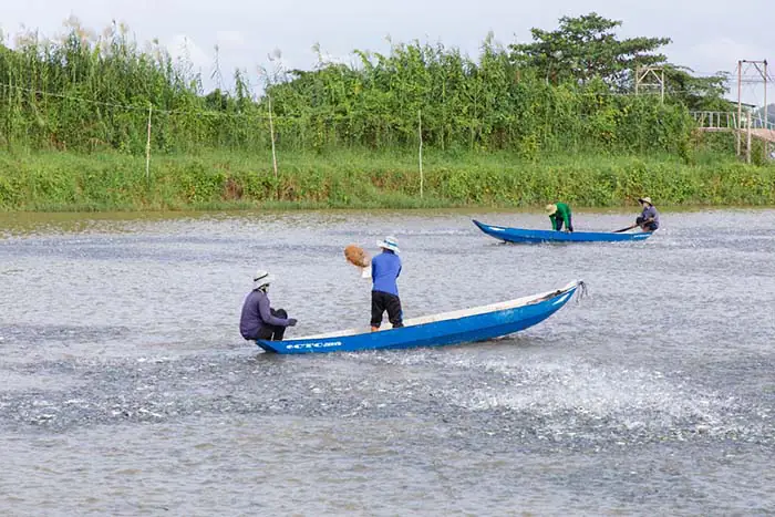 Cá Da Trơn Nước Ngọt: Đặc Điểm, Chăm Sóc Và Các Bệnh Thường Gặp