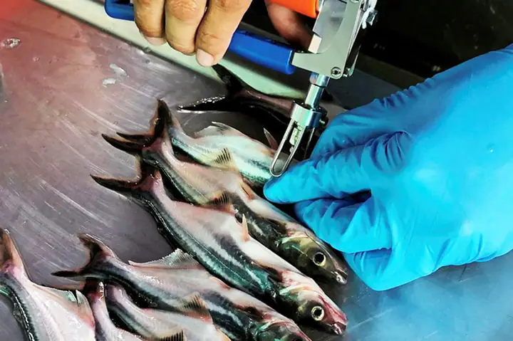 Cá Da Trơn Nước Ngọt: Đặc Điểm, Chăm Sóc Và Các Bệnh Thường Gặp