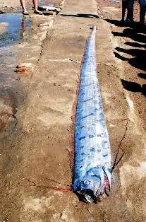 Cá Dài Nhất Thế Giới: Bí Ẩn Về Oarfish và Đặc Điểm Cá Dài Nhất Thế Giới: Bí Ẩn Về Oarfish và Đặc Điểm