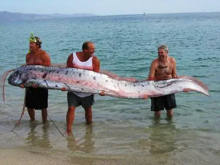 Cá Dài Nhất Thế Giới: Bí Ẩn Về Oarfish và Đặc Điểm