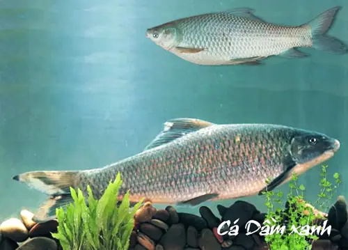 Cá Dầm Là Cá Gì? Đặc Điểm, Giá Trị Và Cách Nuôi Chi Tiết