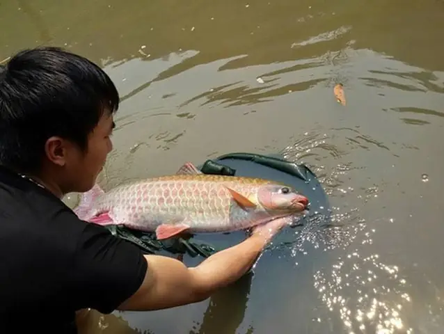 Cá Dầm Là Cá Gì? Đặc Điểm, Giá Trị Và Cách Nuôi Chi Tiết