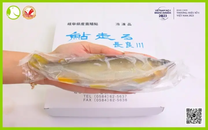 Cá Đắng Nhật Bản: Hướng Dẫn Chi Tiết Về Loài Cá Đặc Trưng