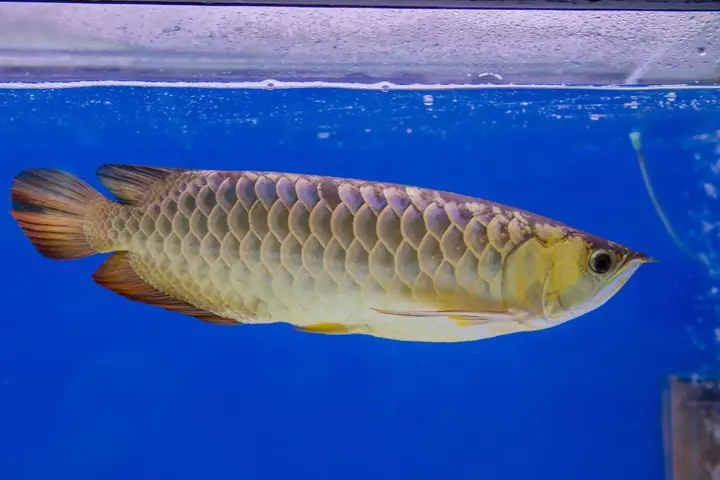 cá đắt nhất thế giới